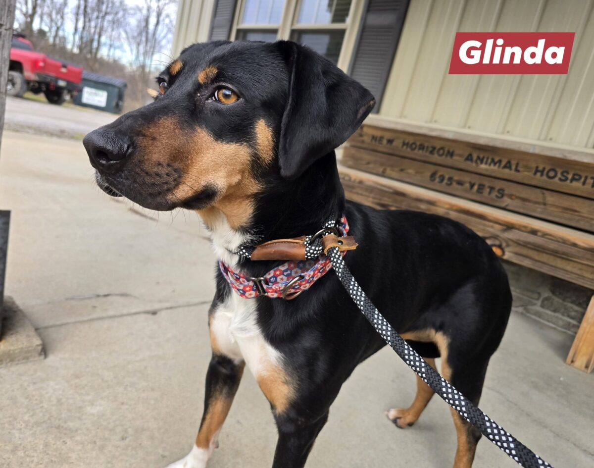 The Road Home Animal Project - Glinda (cell dog)