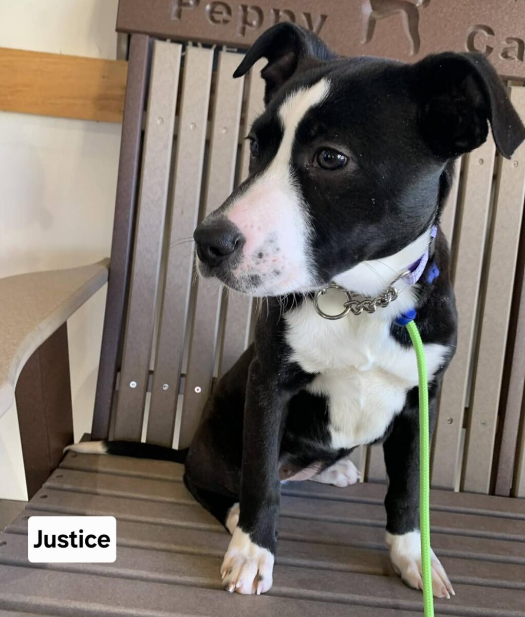 The Road Home Animal Project - Justice (cell dog)