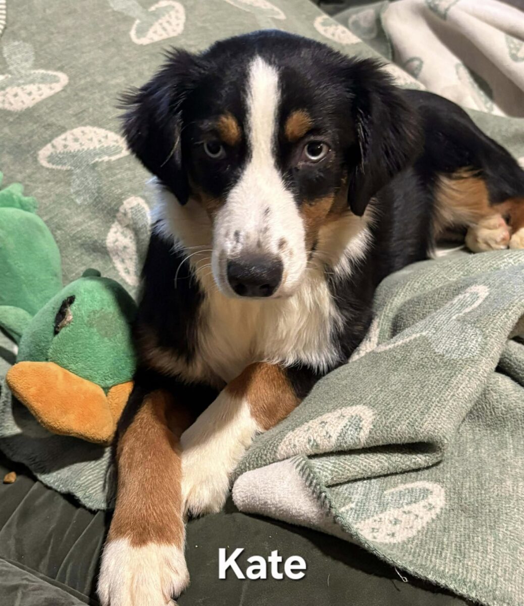 The Road Home Animal Project - Katie