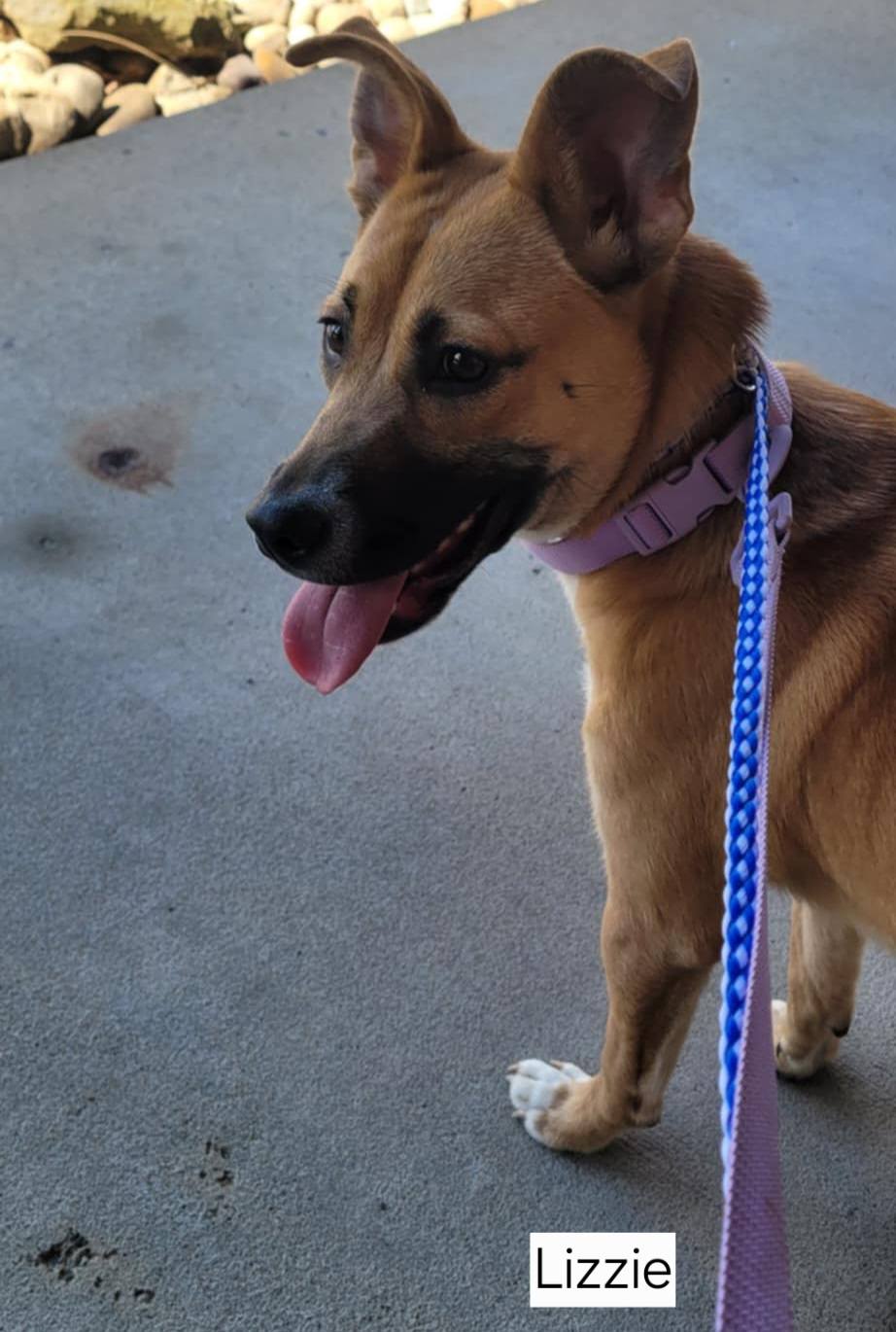 The Road Home Animal Project - Lizzie (cell dog)