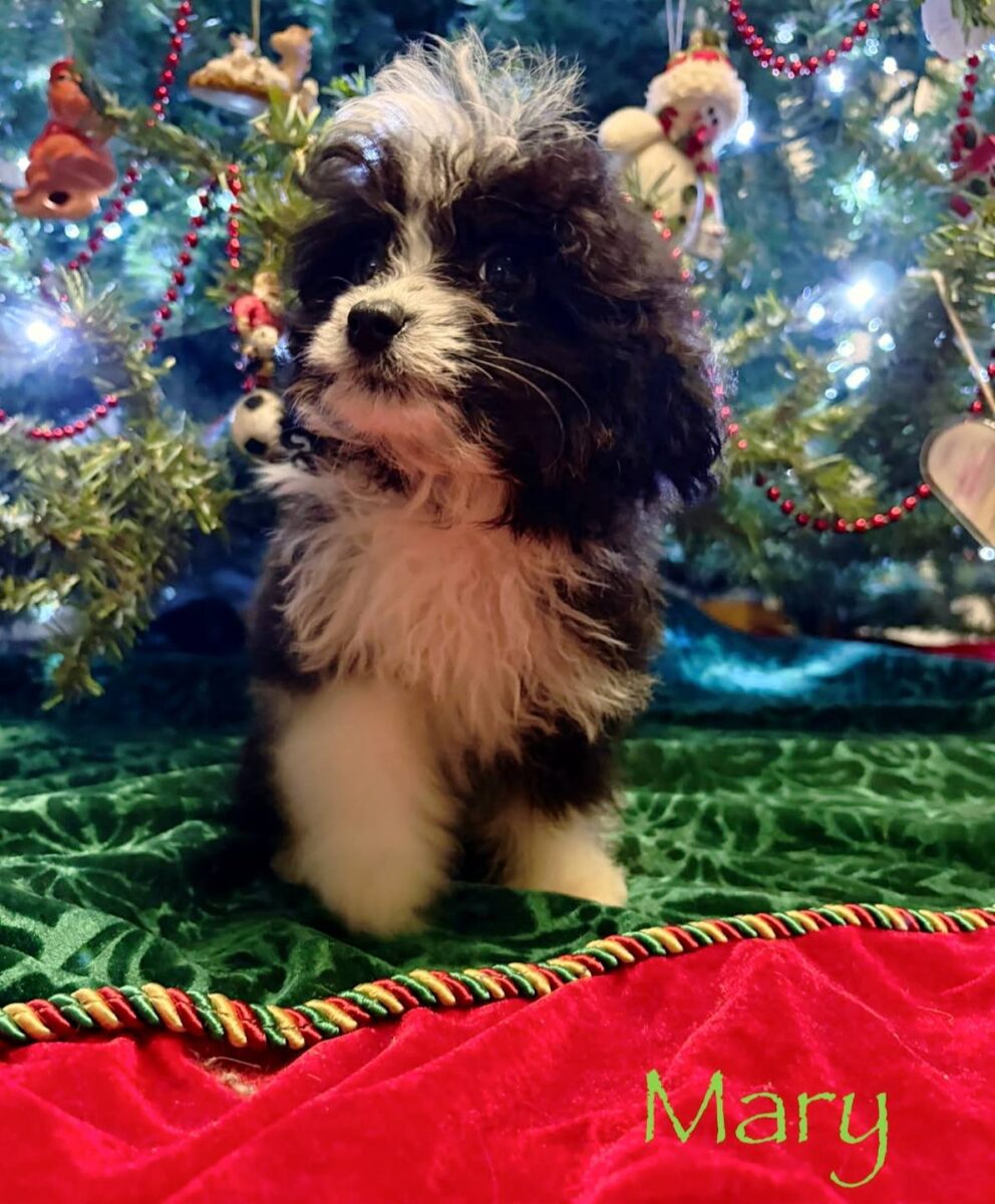 The Road Home Animal Project - Mary