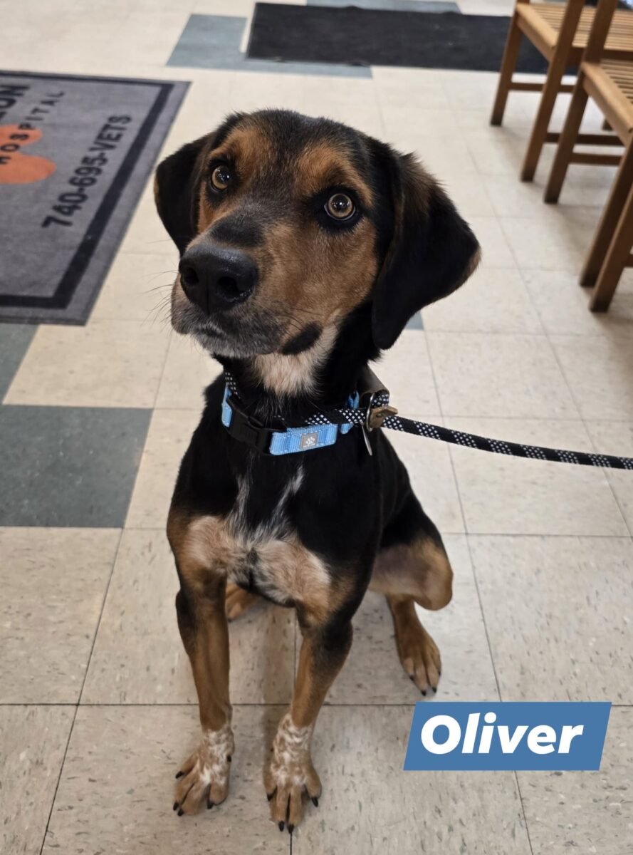 Oliver (cell dog) - The Road Home Animal Project
