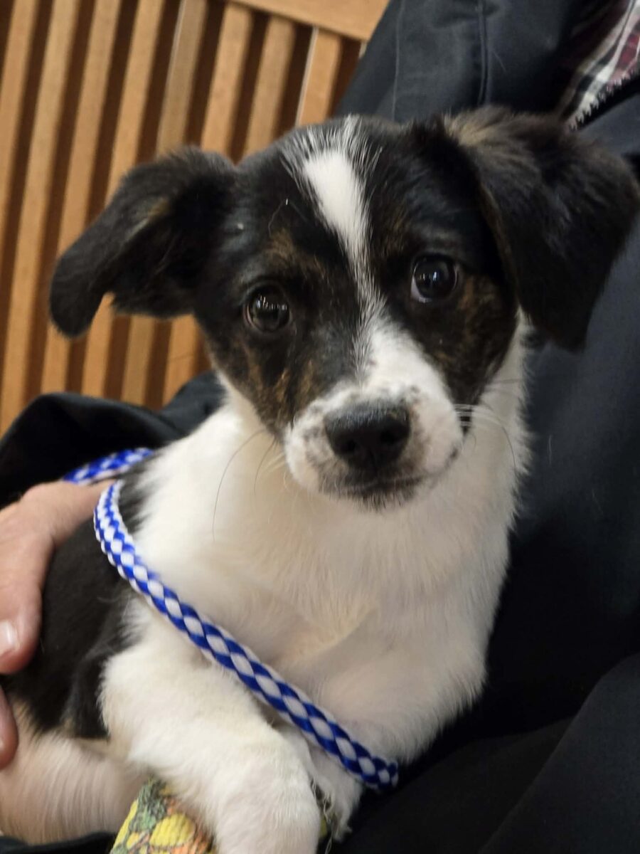 Pretzel - The Road Home Animal Project