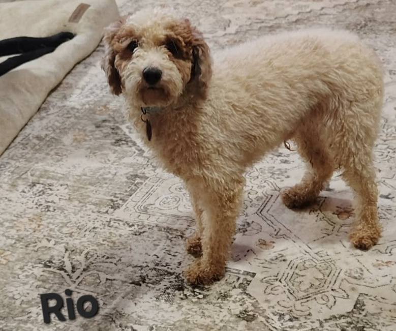 The Road Home Animal Project - Rio