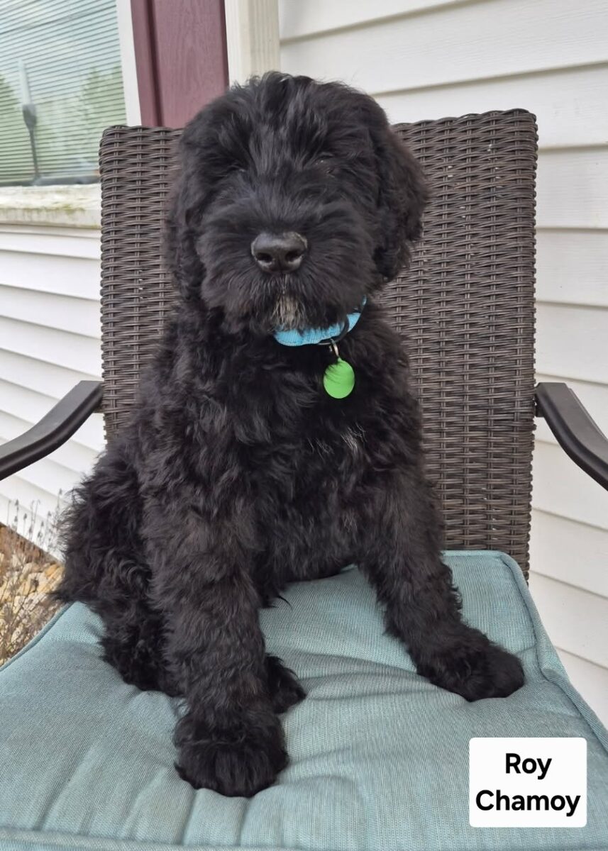 Roy - The Road Home Animal Project