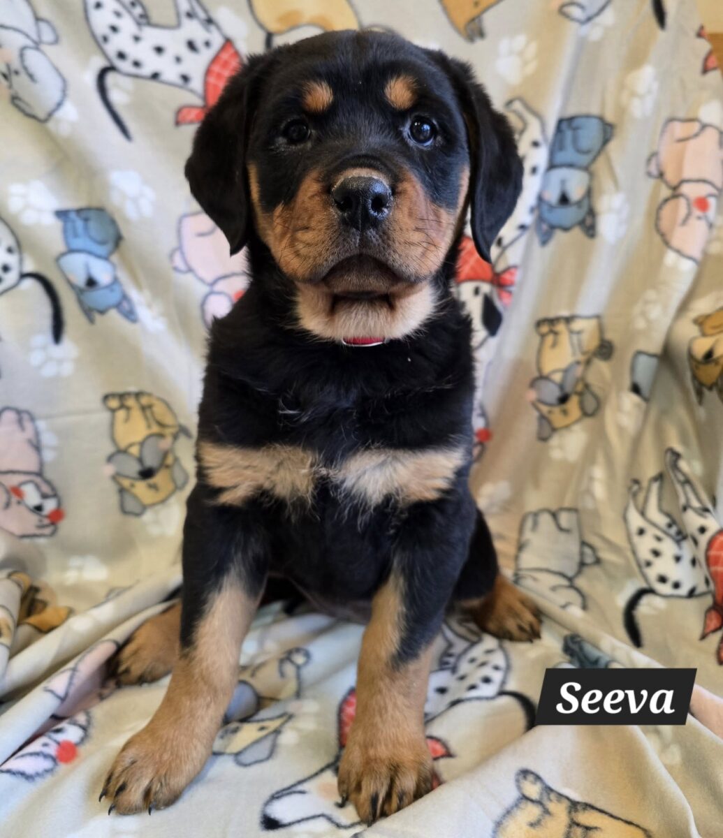 The Road Home Animal Project - Seeva