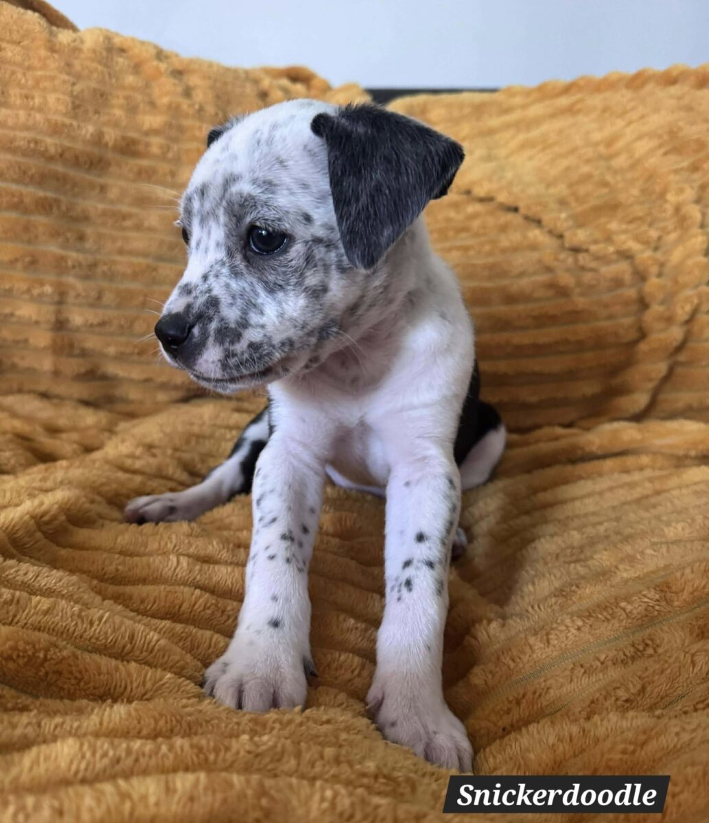 The Road Home Animal Project - Snickerdoodle