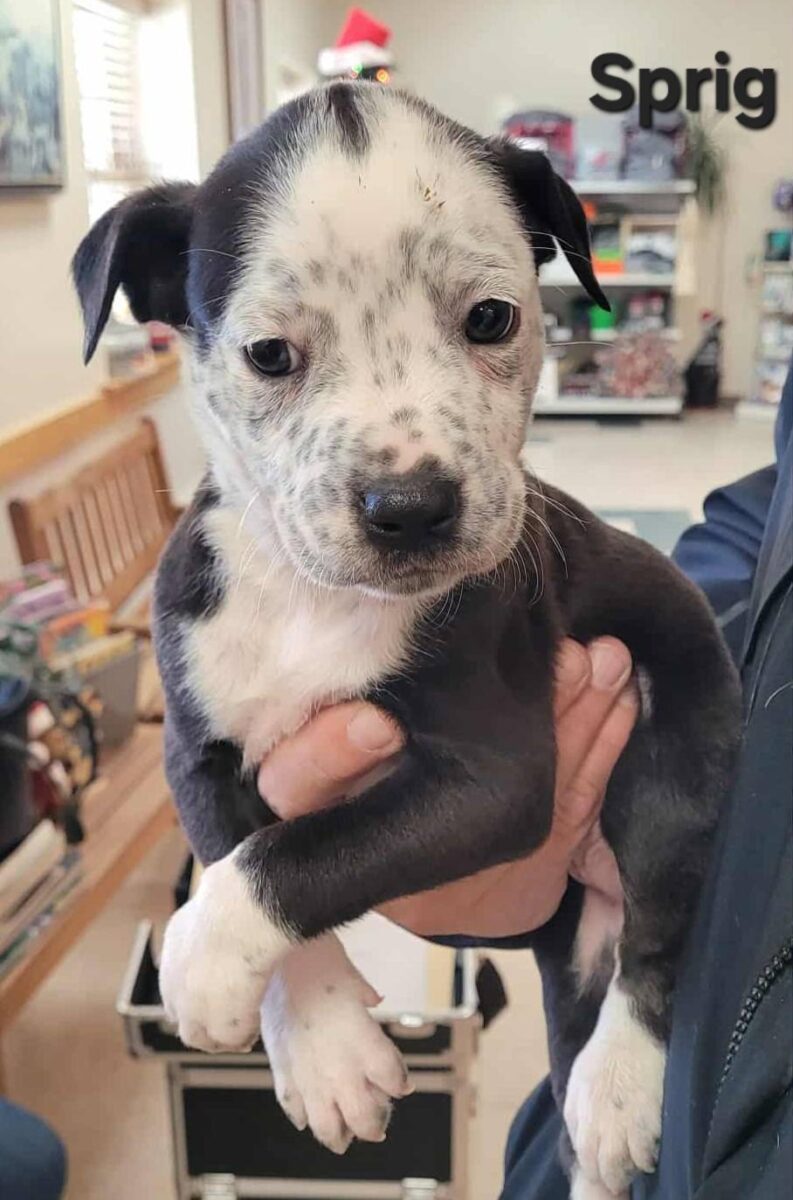 The Road Home Animal Project - Figgy