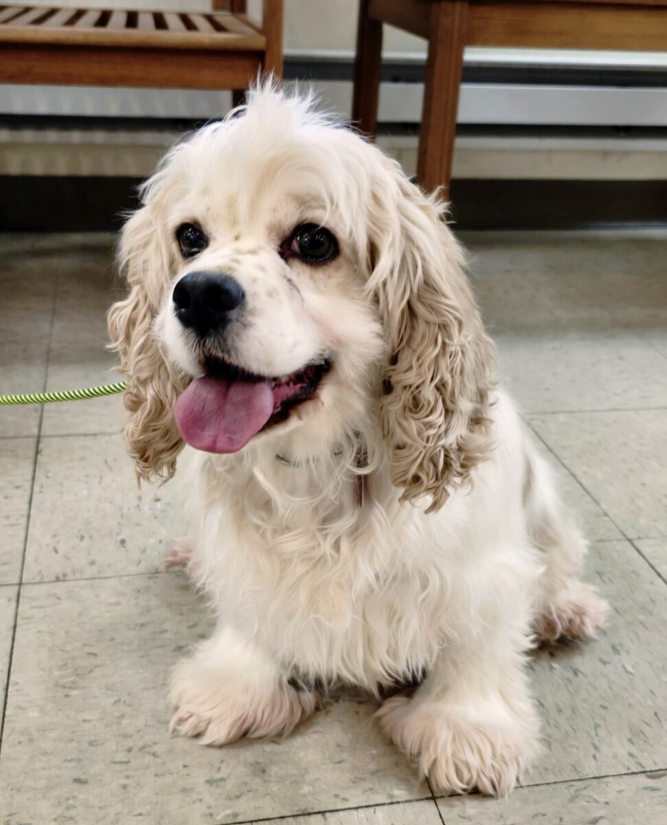 The Road Home Animal Project - Starla