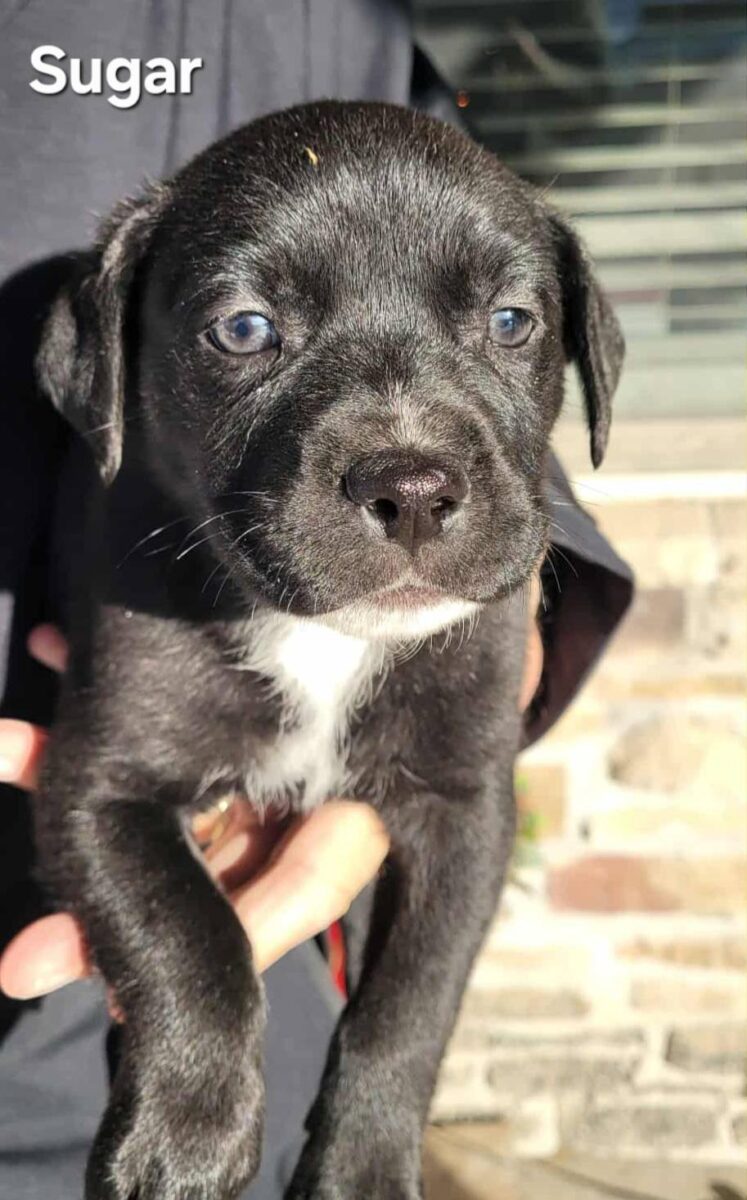 The Road Home Animal Project - Sugar