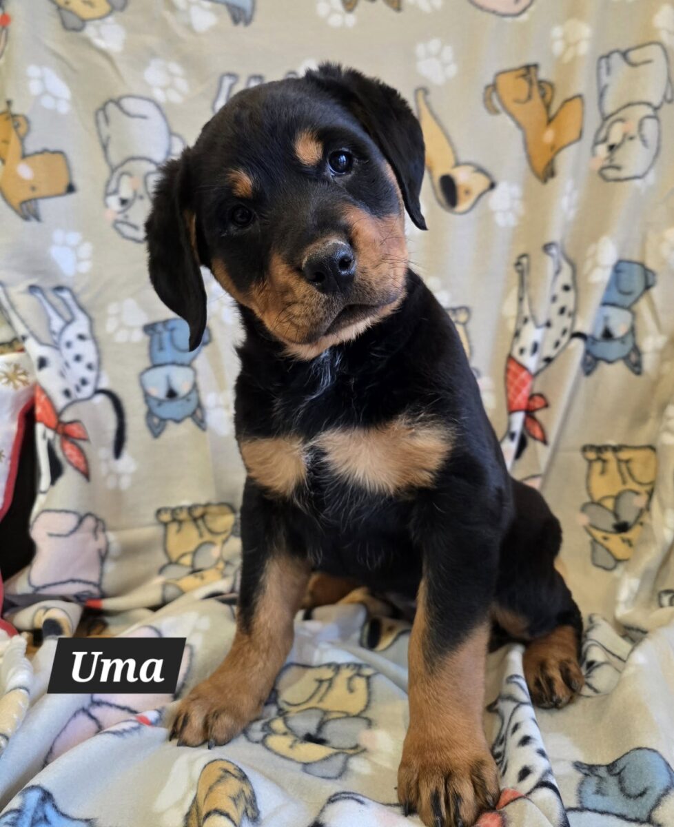 Uma - The Road Home Animal Project