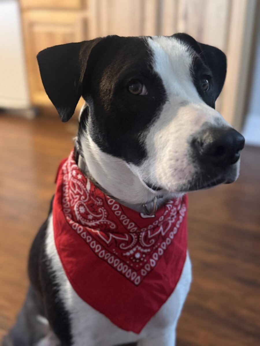 The Road Home Animal Project - Woody (cell dog)