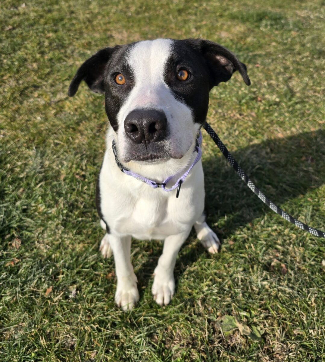 The Road Home Animal Project - Woody (cell dog)