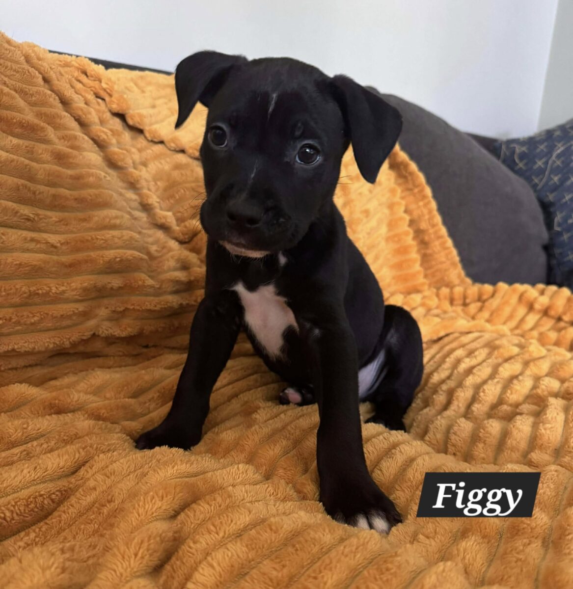 The Road Home Animal Project - Figgy