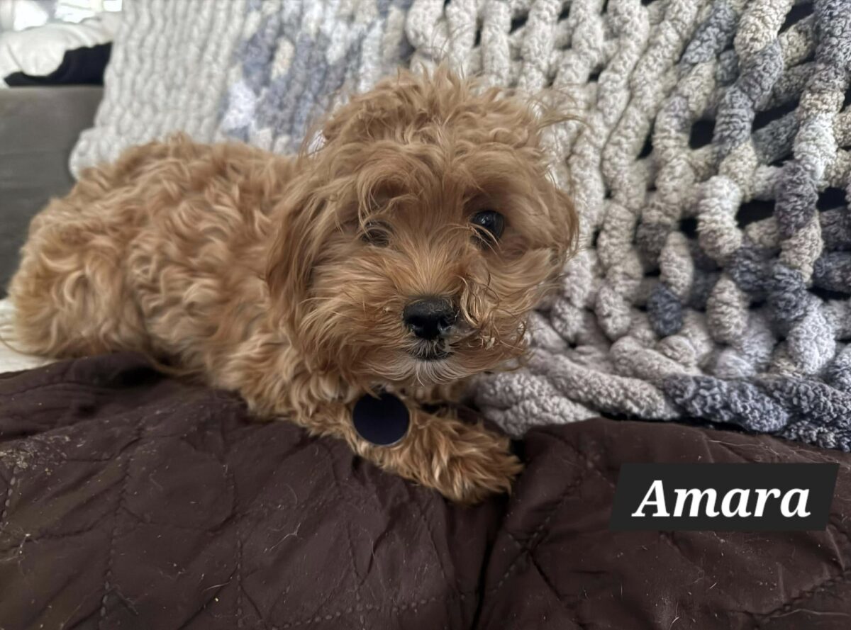 Amara - The Road Home Animal Project