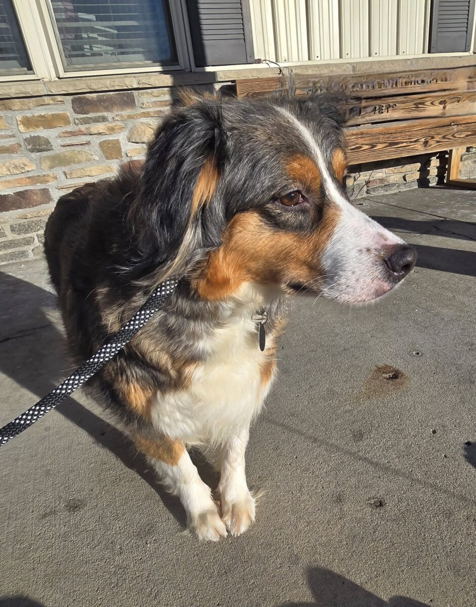 Ariel (cell dog) - The Road Home Animal Project