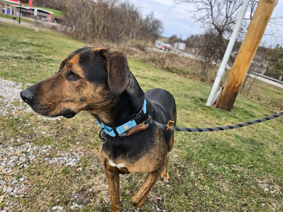 The Road Home Animal Project - Cooper (cell dog)