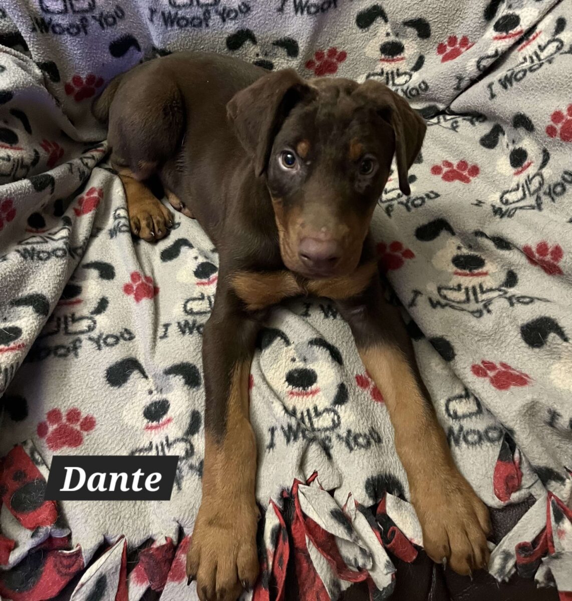 The Road Home Animal Project - Dante