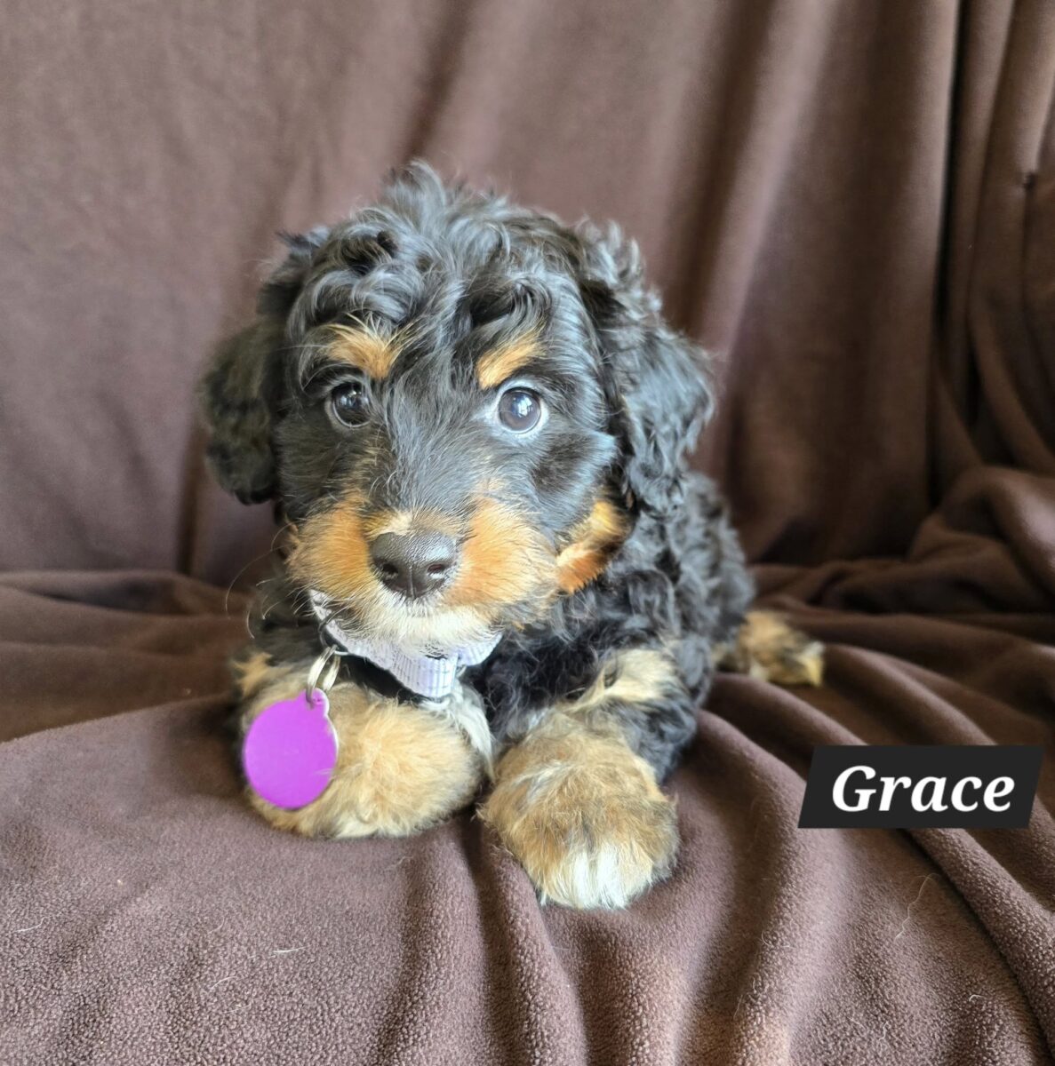 The Road Home Animal Project - Grace