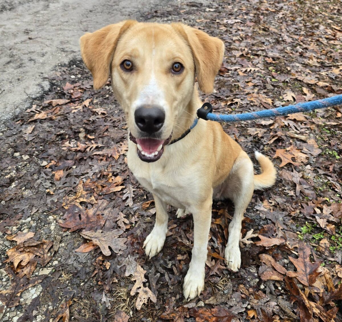 The Road Home Animal Project - Heart (cell dog)