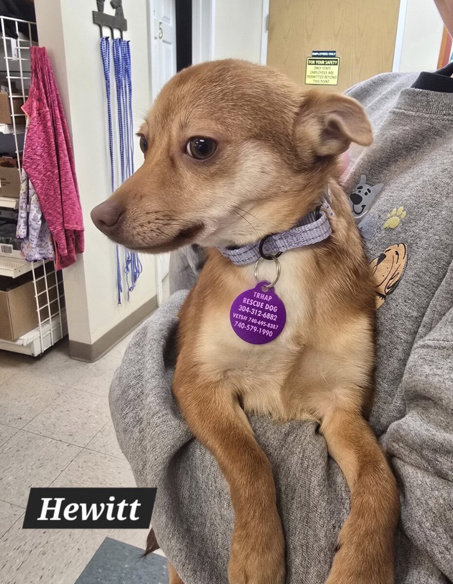 The Road Home Animal Project - Hewitt