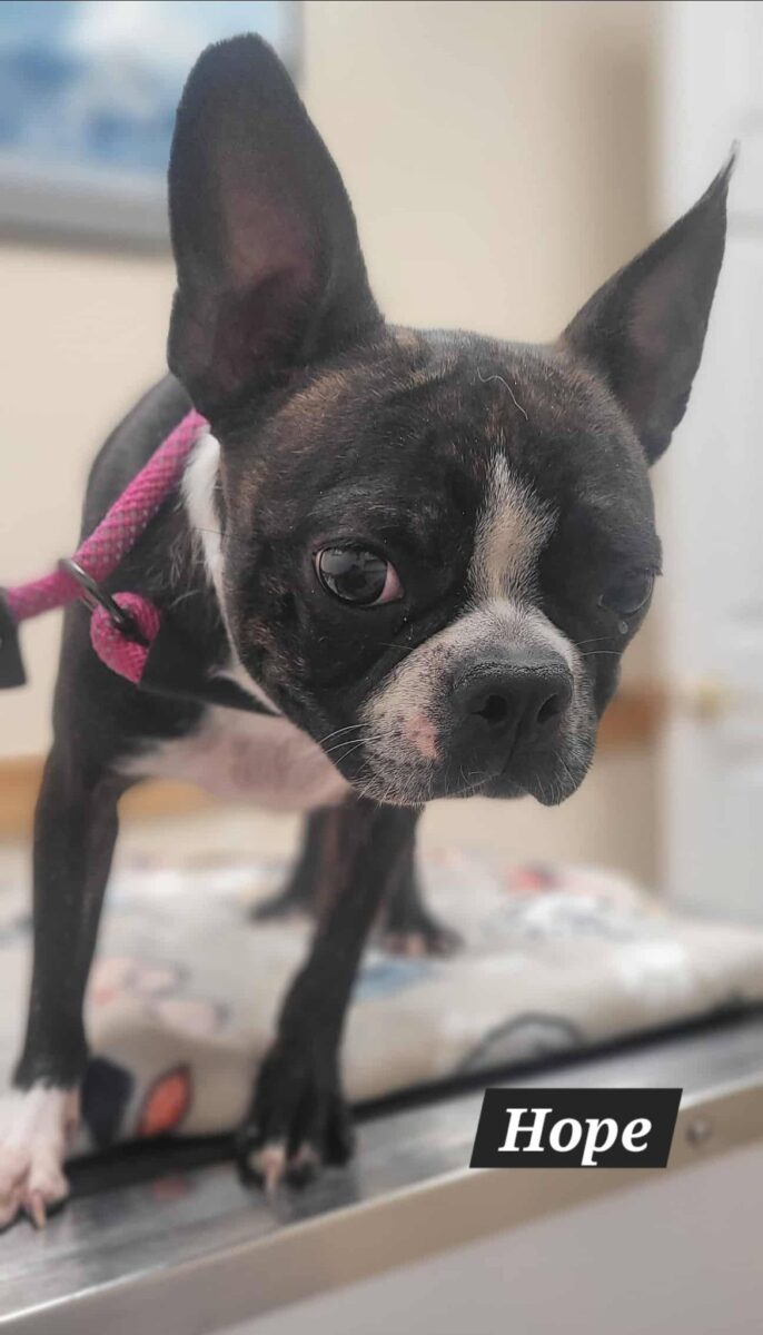 The Road Home Animal Project - Hope (cell dog)