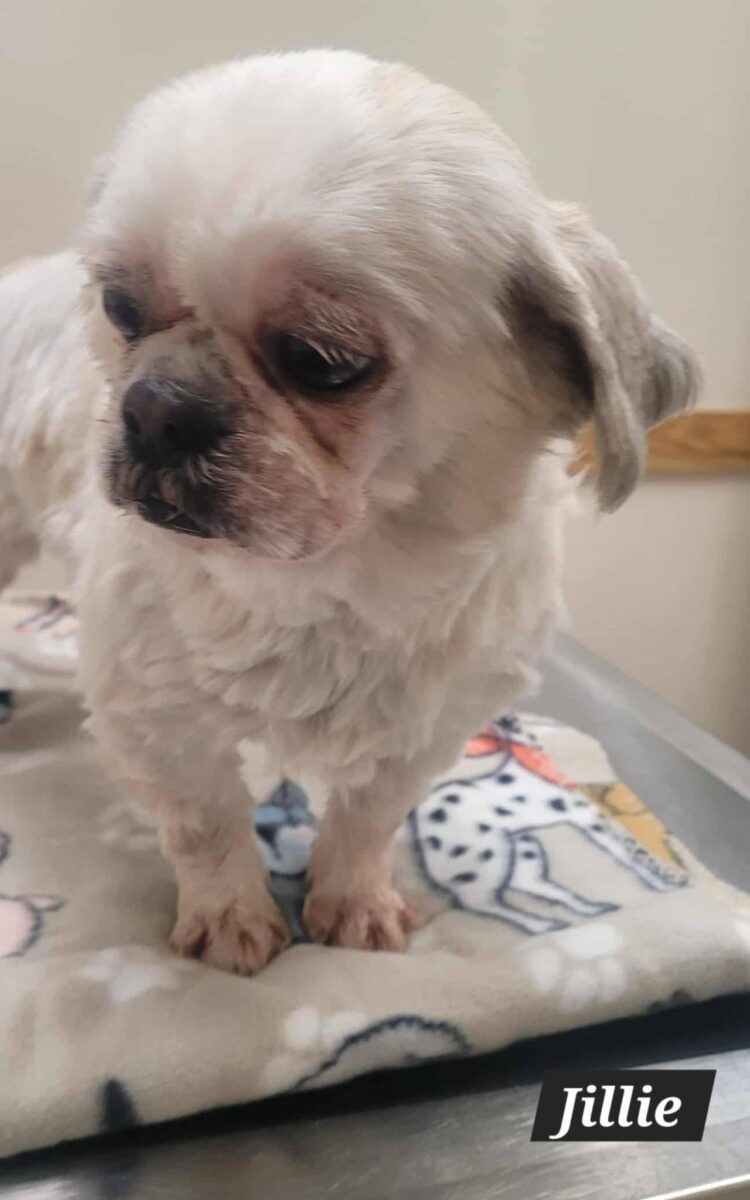 The Road Home Animal Project - Jillie