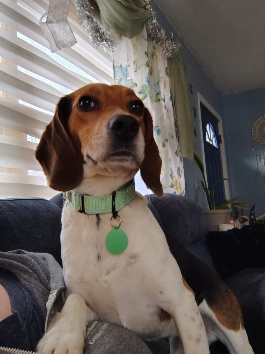 The Road Home Animal Project - LL Drool J