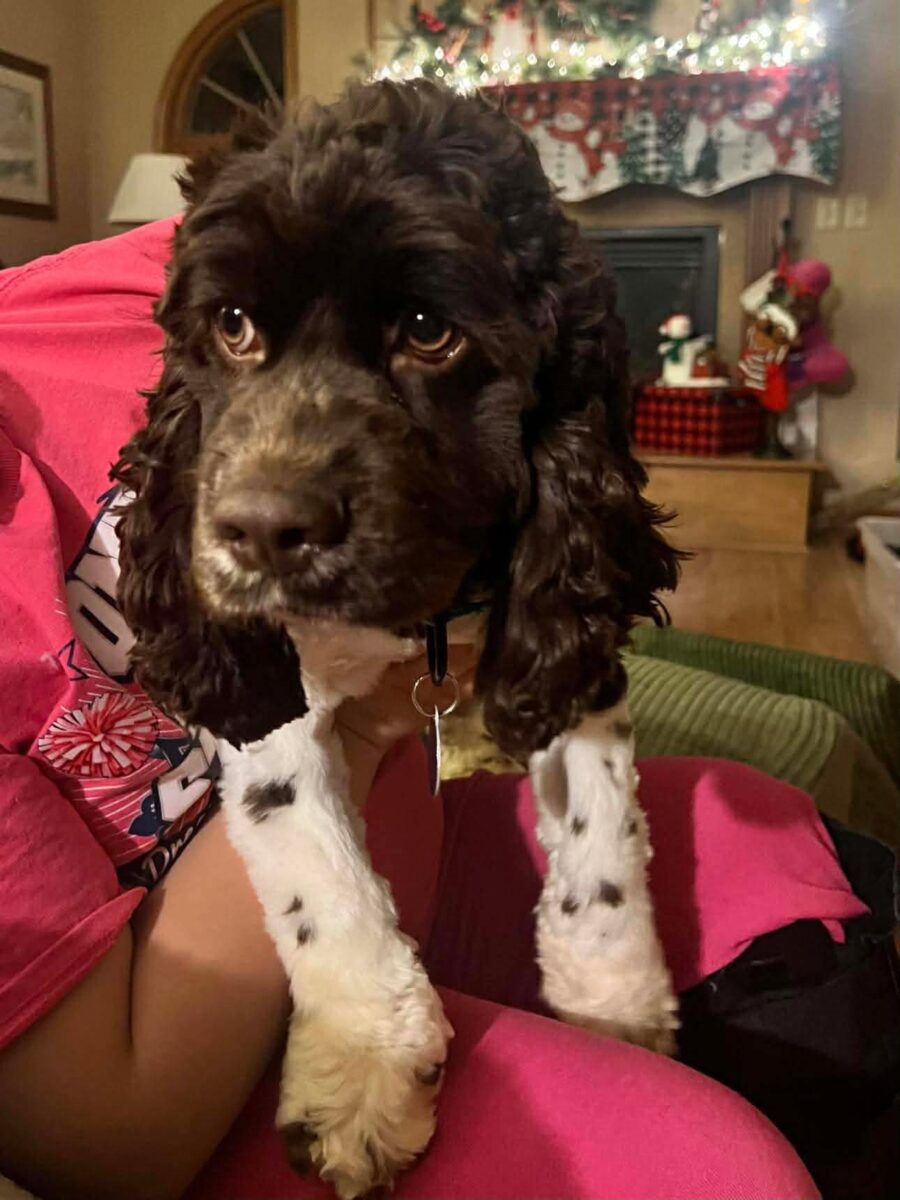 The Road Home Animal Project - Lambert