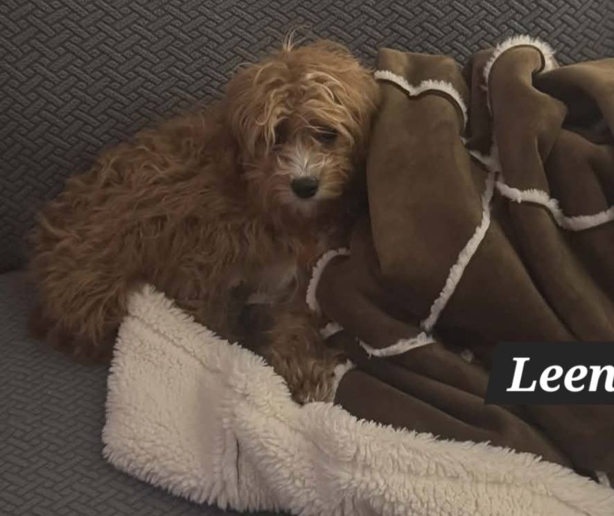 The Road Home Animal Project - Leena