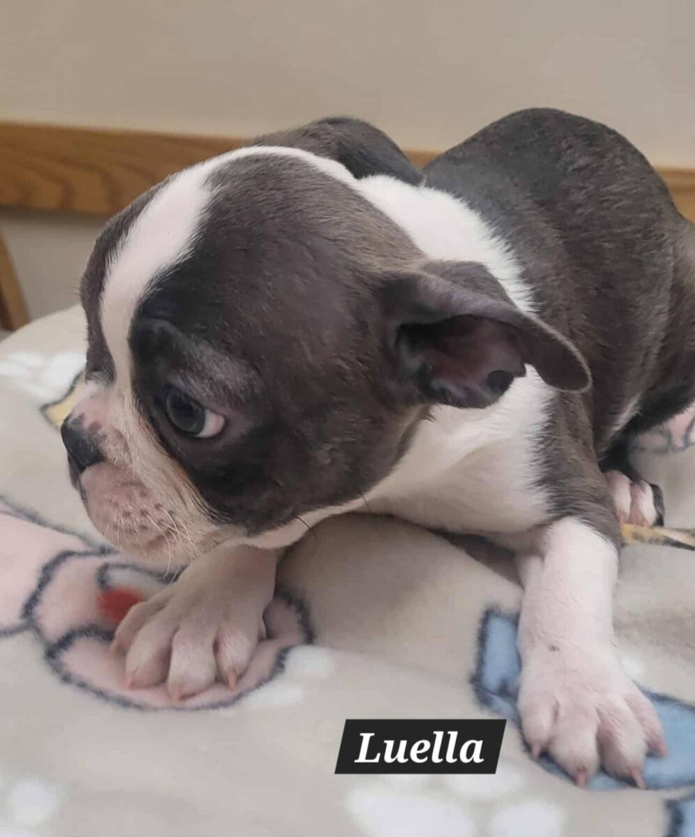 The Road Home Animal Project - Luella