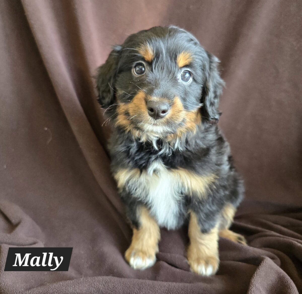 The Road Home Animal Project - Mally