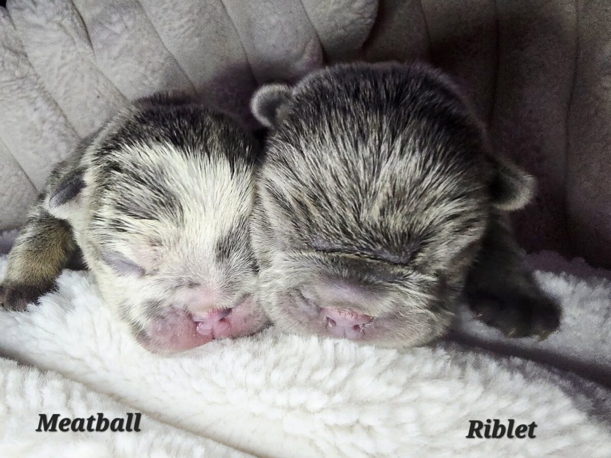 Meatball & Riblet (they will be adopted out separately when of age) - The Road Home Animal Project