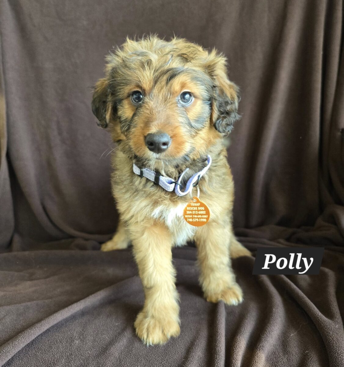 The Road Home Animal Project - Polly