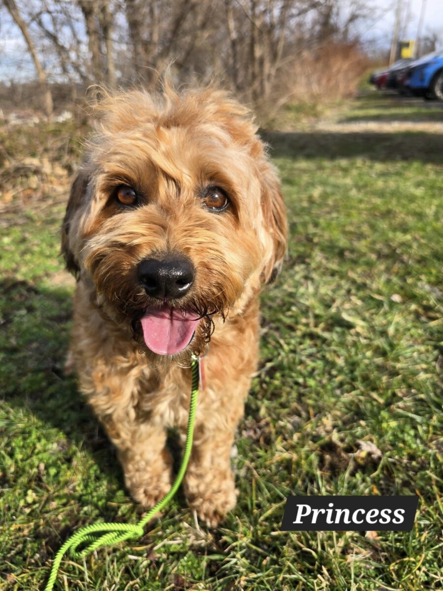 The Road Home Animal Project - Princess