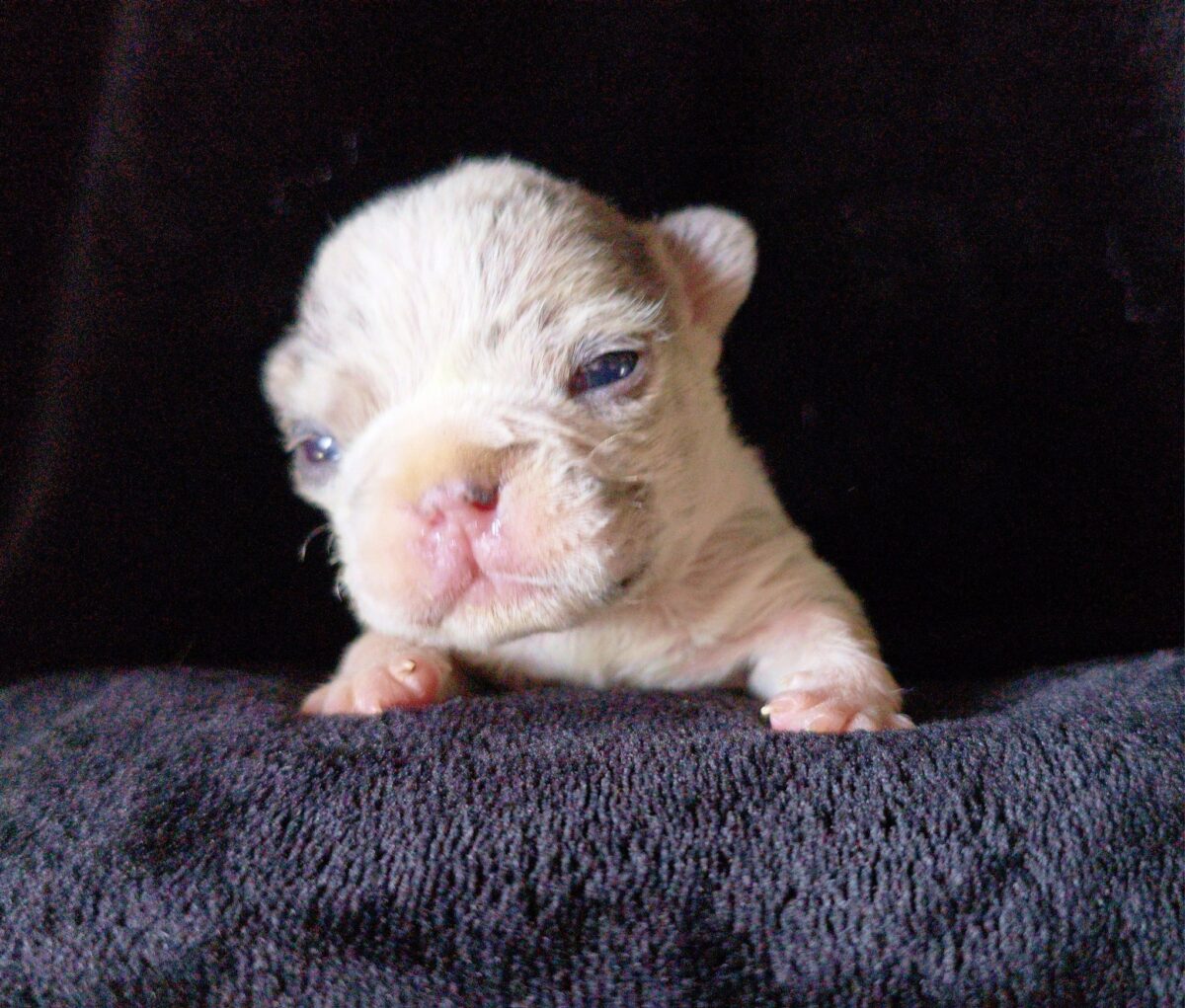 Remi - The Road Home Animal Project