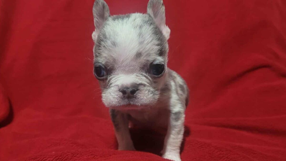 Remi - The Road Home Animal Project