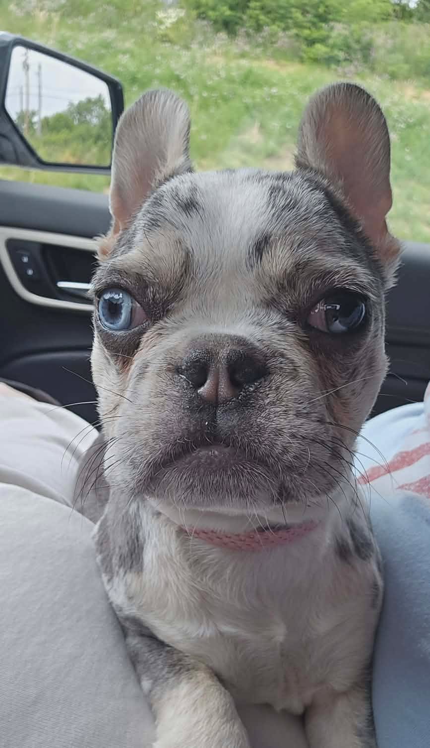 The Road Home Animal Project - Remi