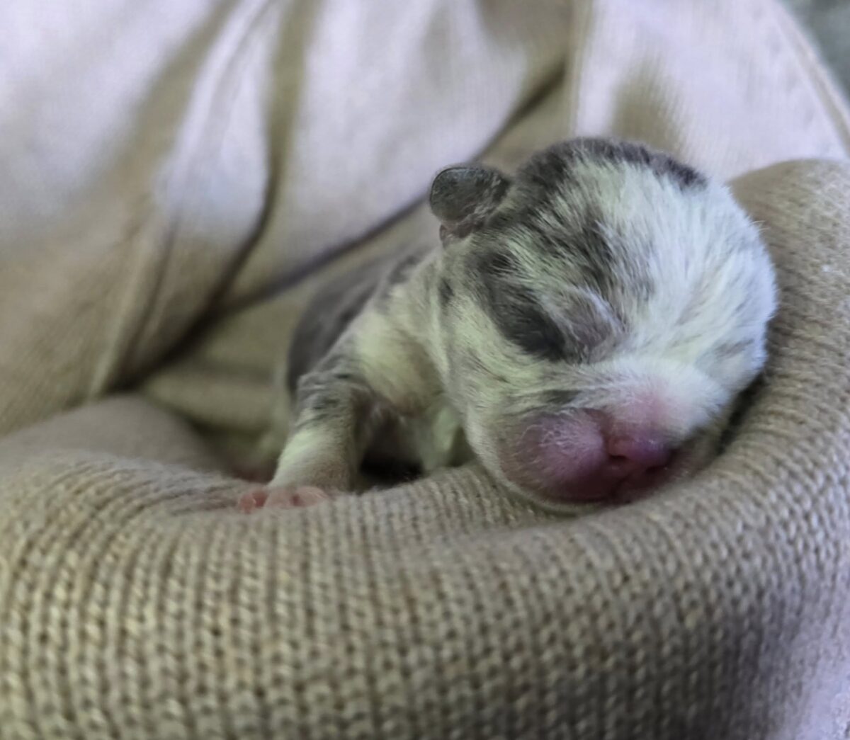 Remi - The Road Home Animal Project