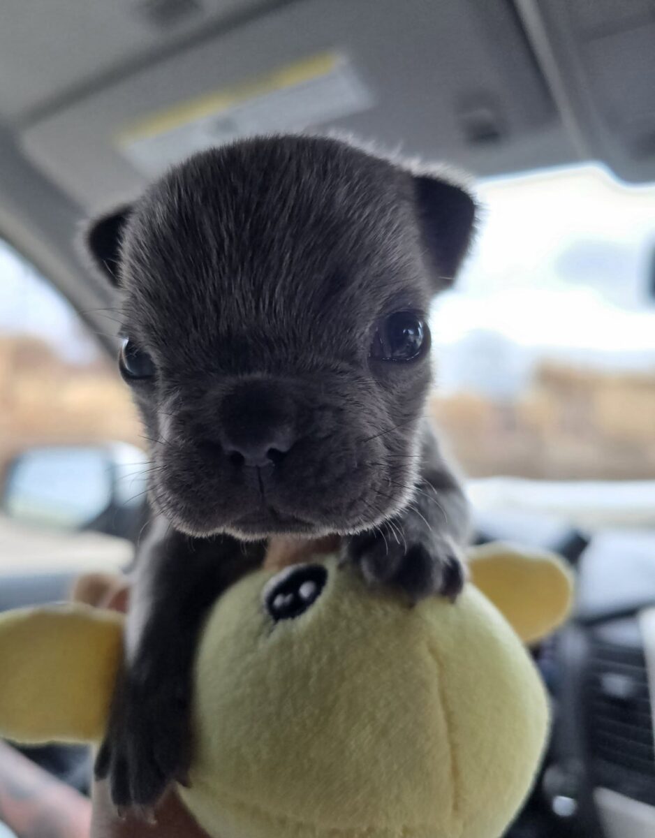 Riblet (still too young) - The Road Home Animal Project