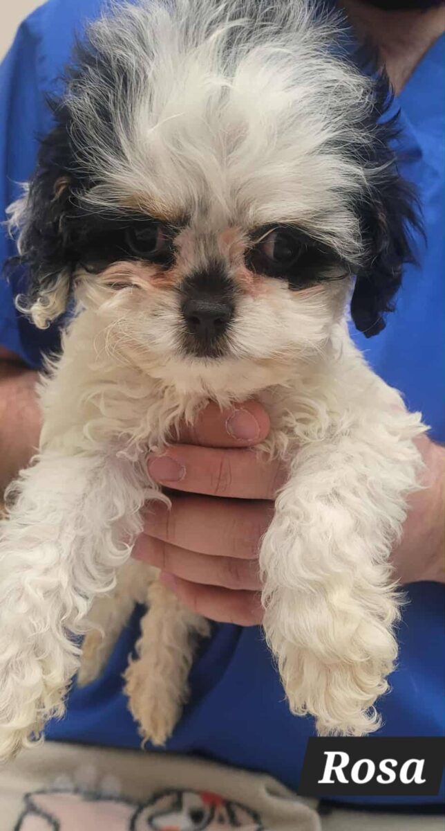 The Road Home Animal Project - Rosa