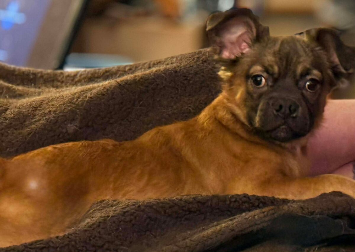 The Road Home Animal Project - Snoop Dog