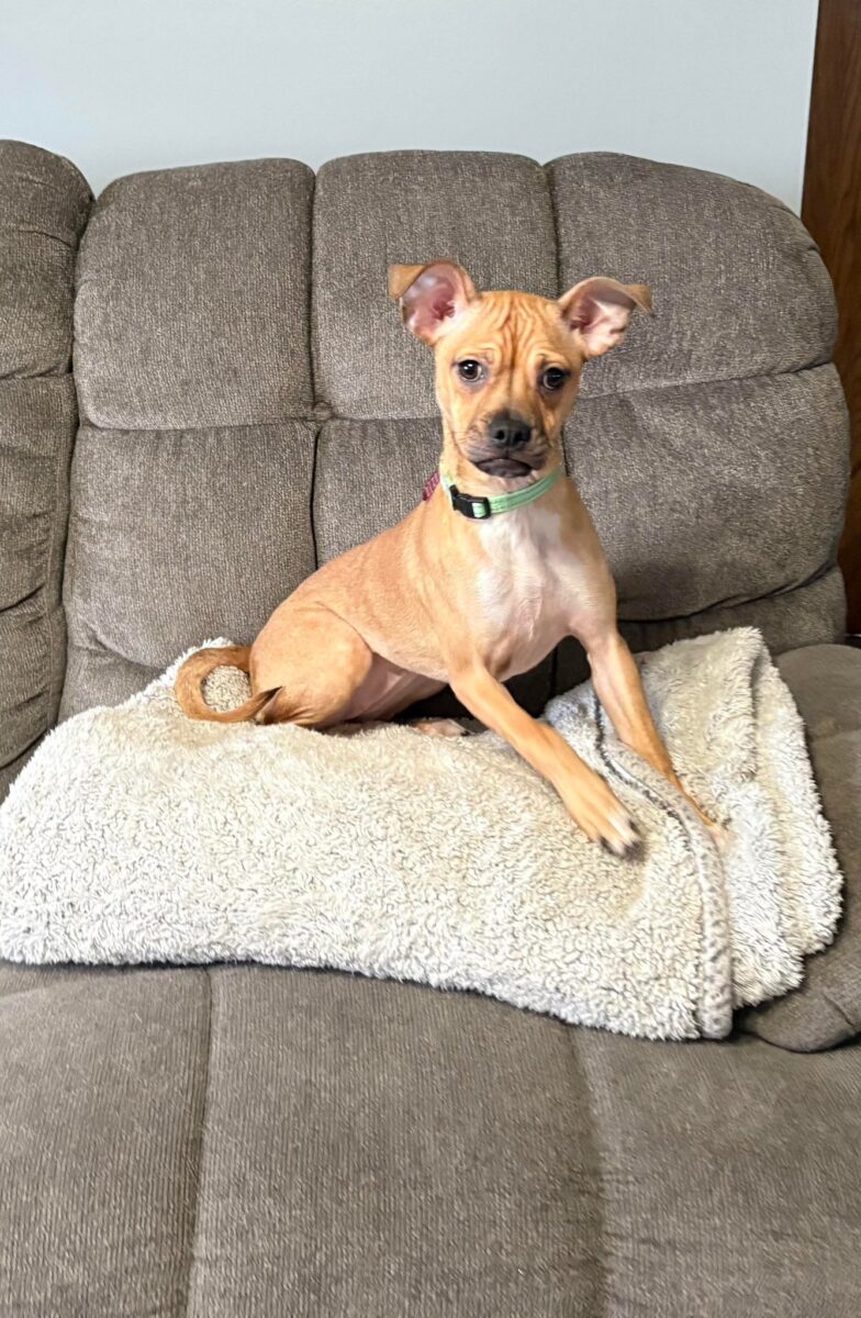 The Road Home Animal Project - Spanx