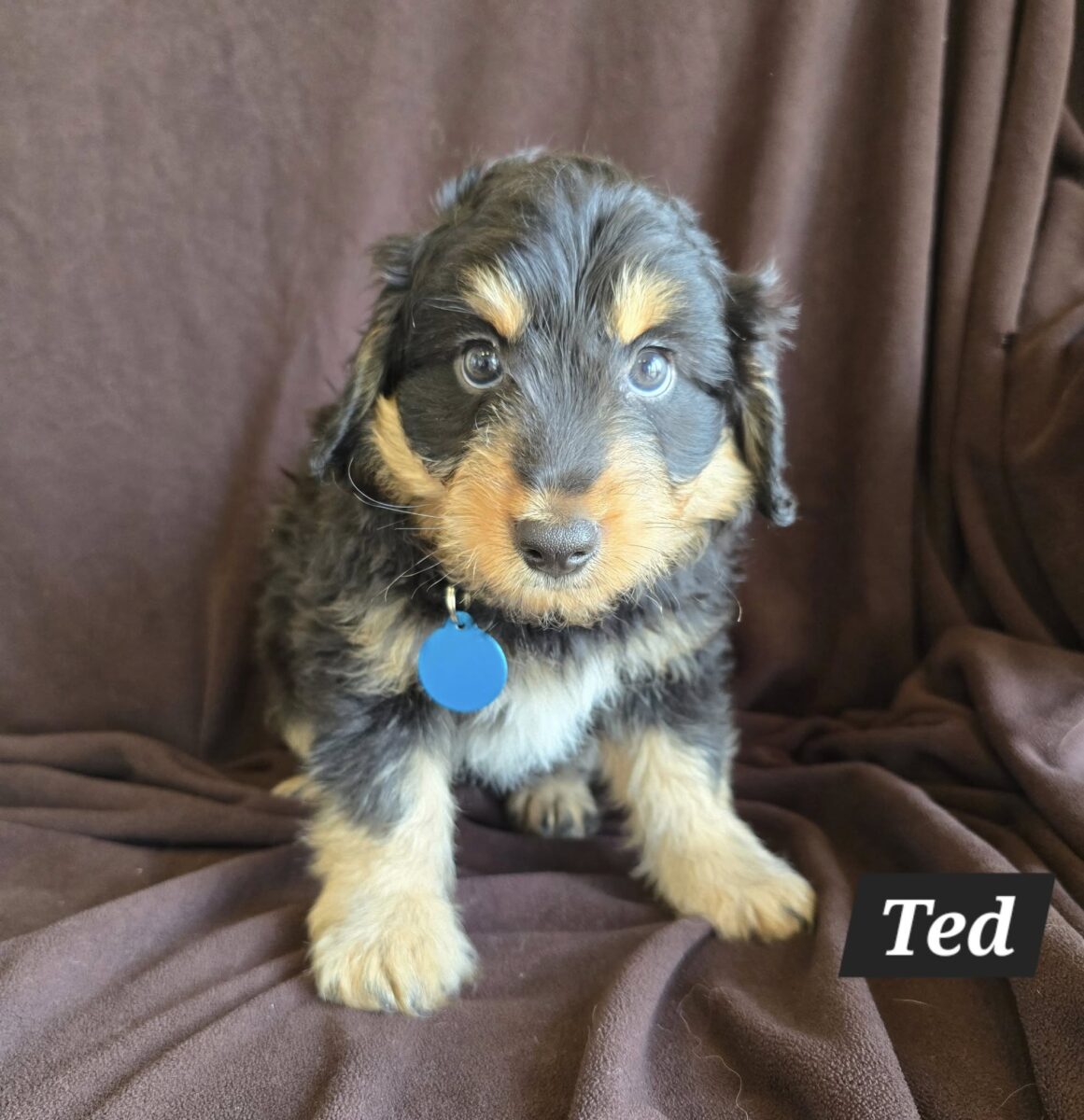 The Road Home Animal Project - Ted