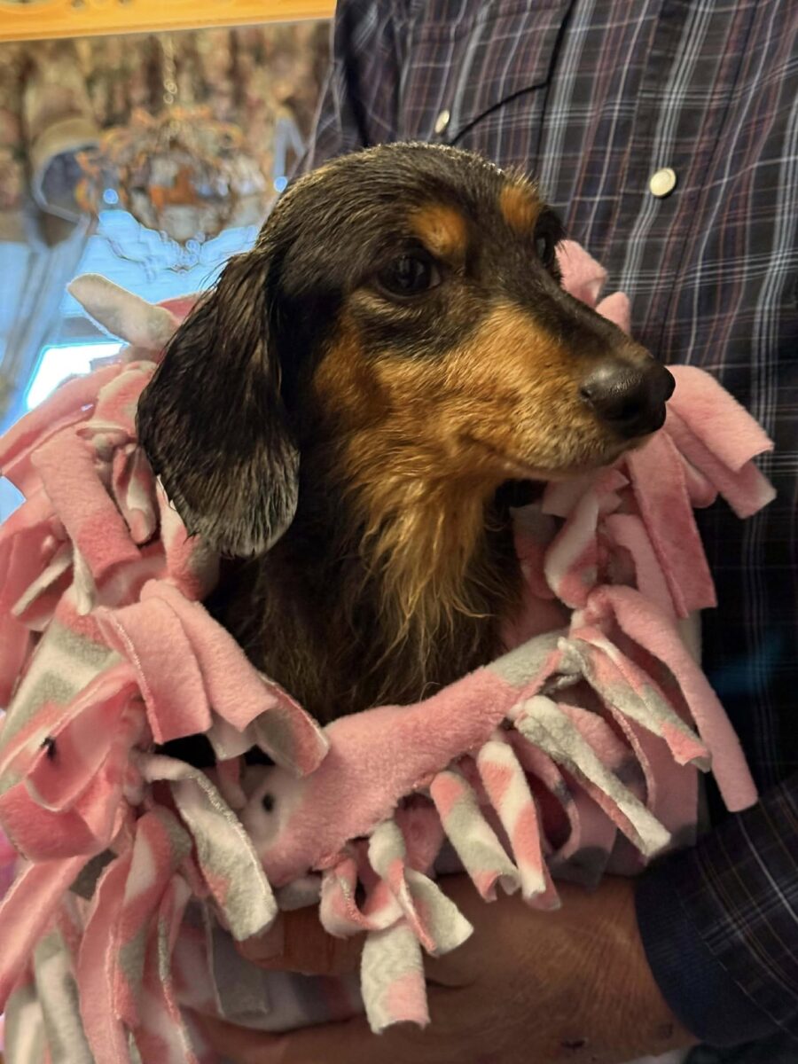 The Road Home Animal Project - Vienna