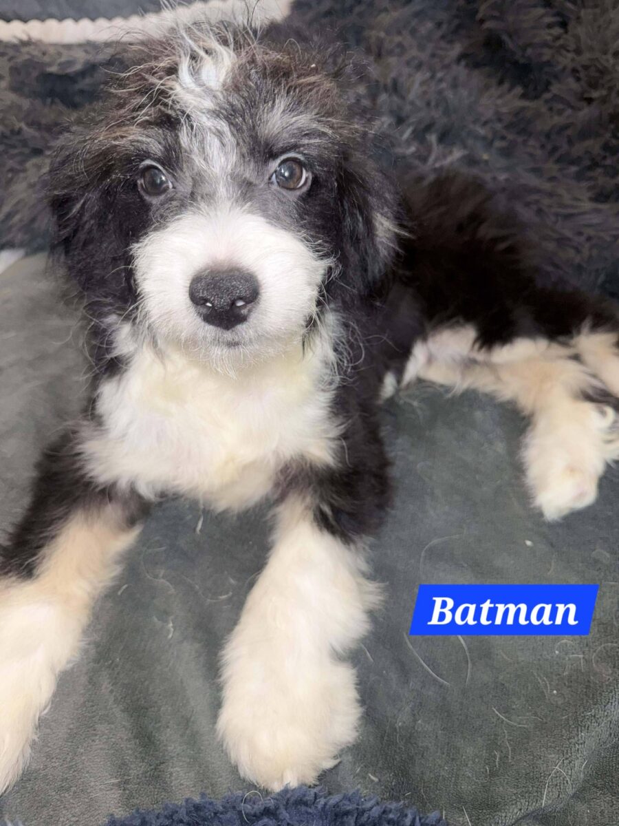 Batman - The Road Home Animal Project