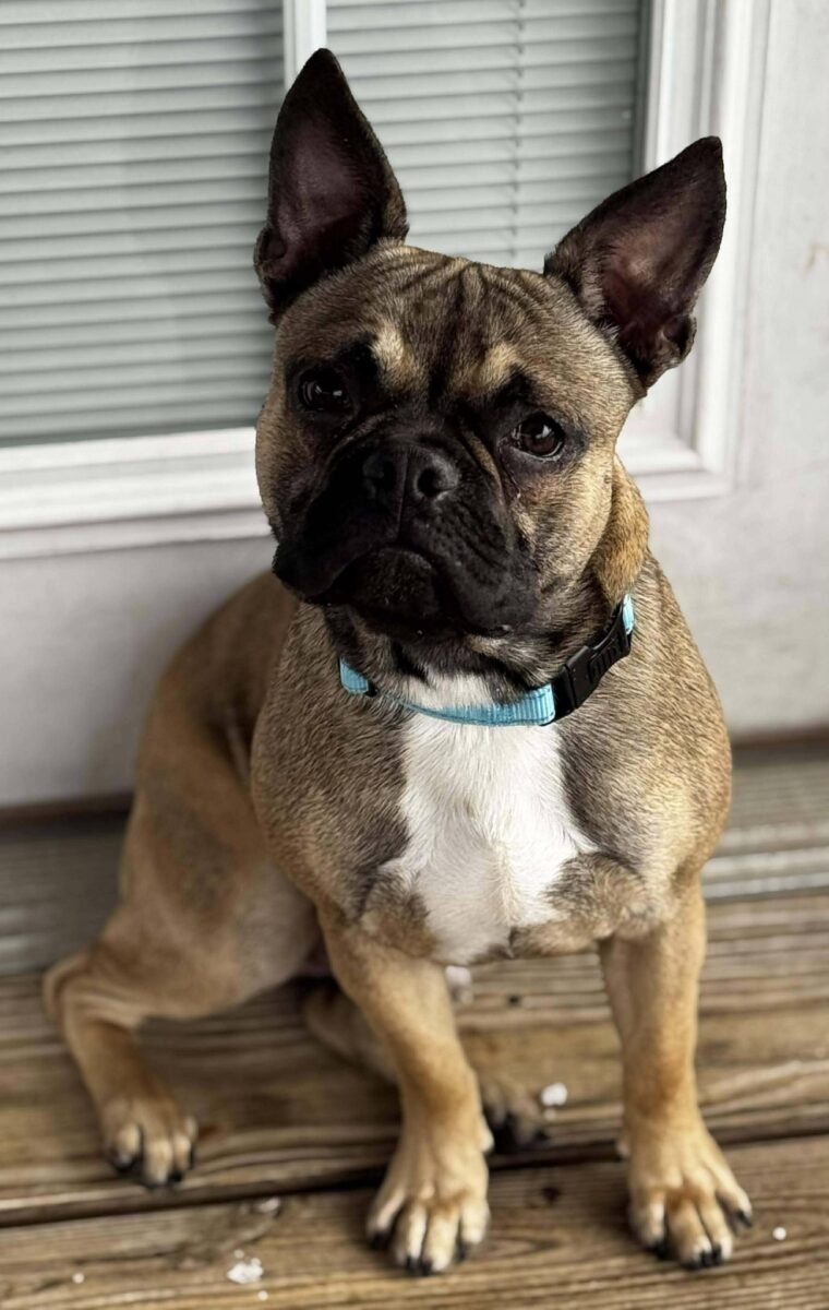 The Road Home Animal Project - Pickles