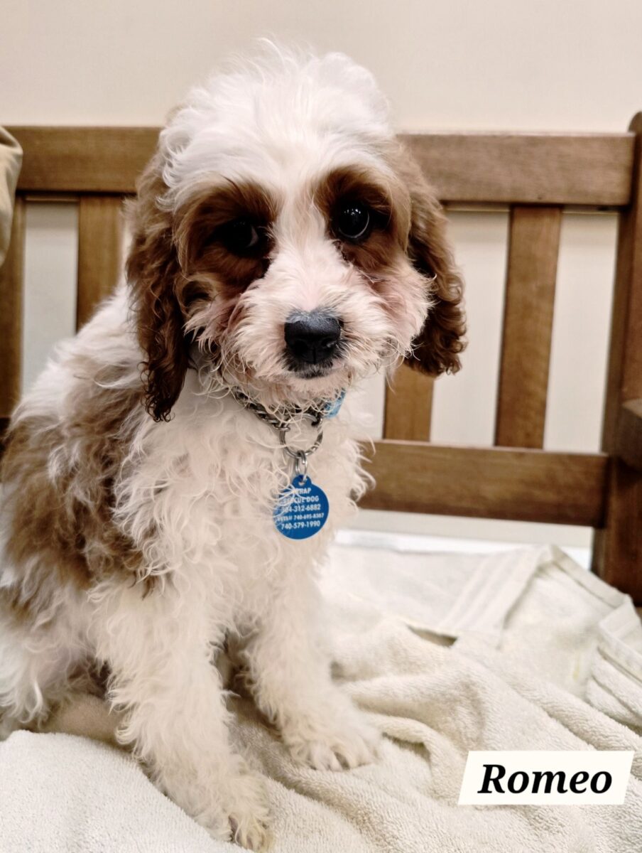 The Road Home Animal Project - Romeo