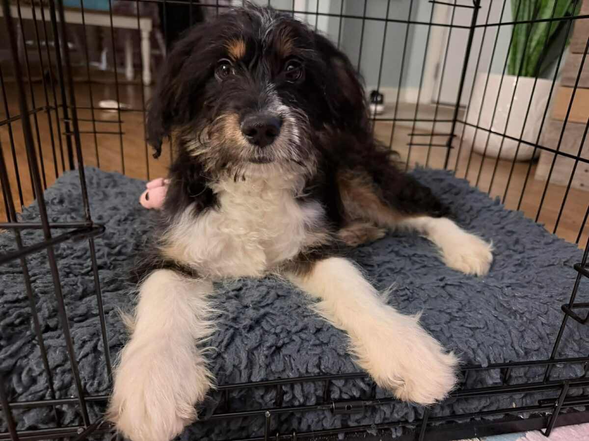 Spiderman - The Road Home Animal Project