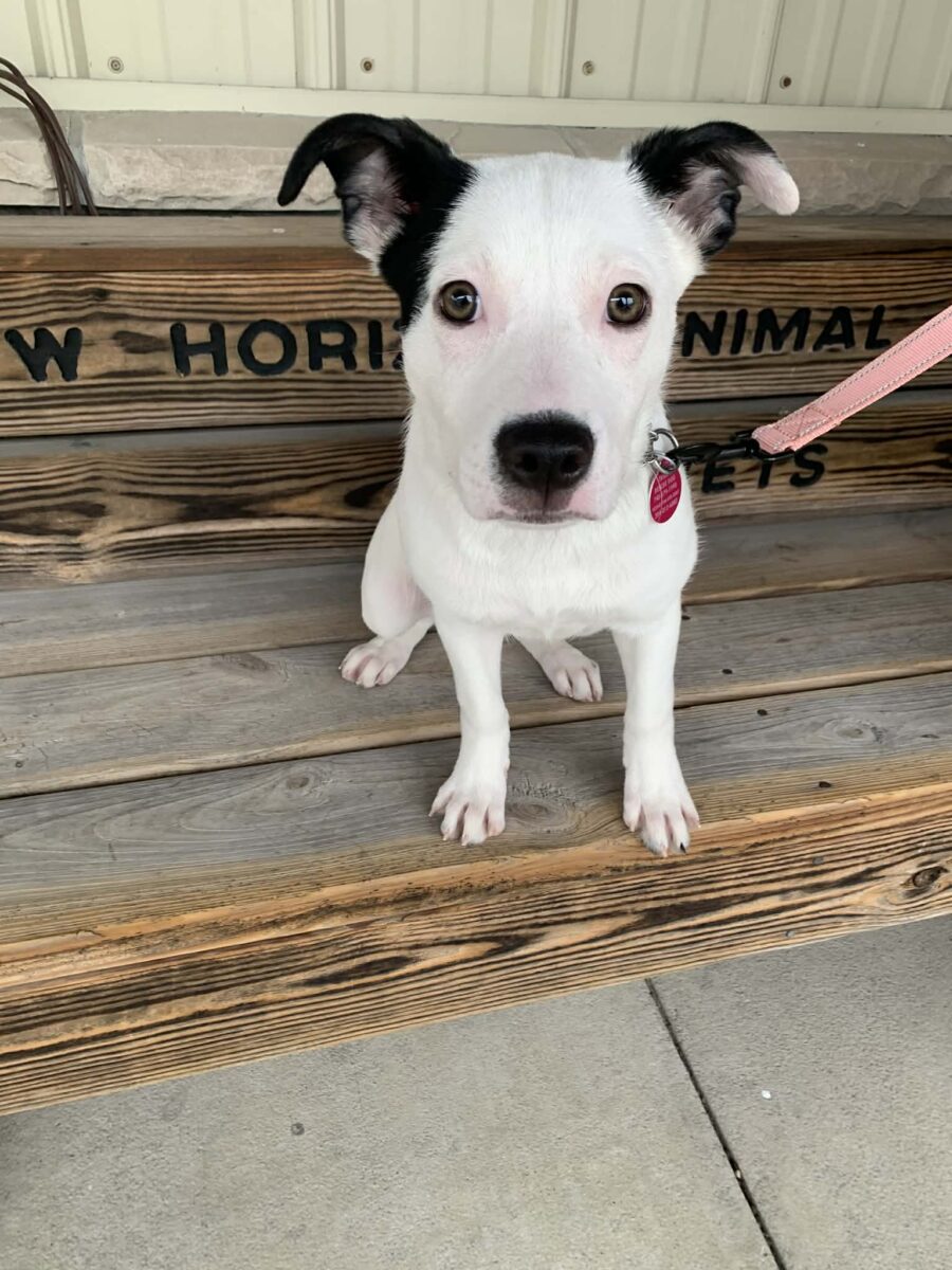 The Road Home Animal Project - Cotton (cell dog)